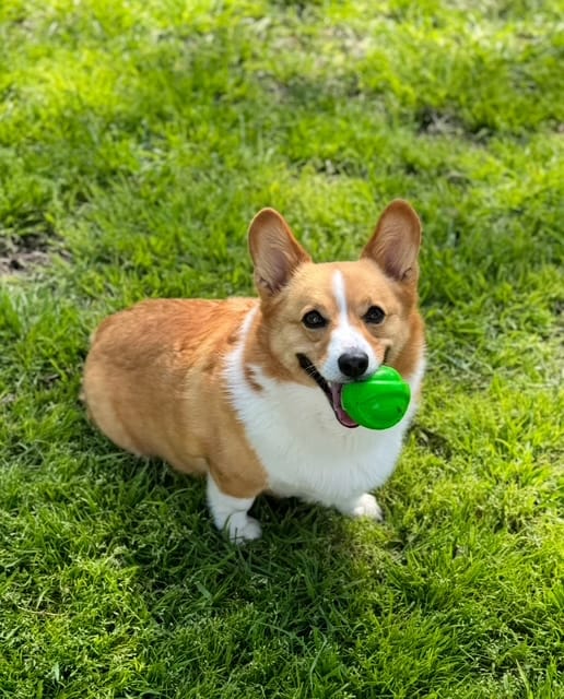 September Pet of the Month - Winnie