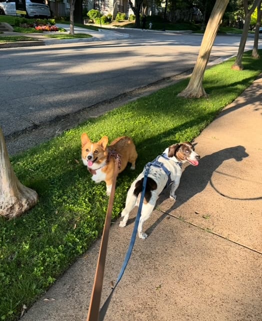 September Pet of the Month - Winnie