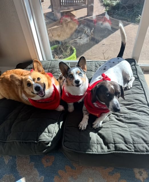 September Pet of the Month - Winnie
