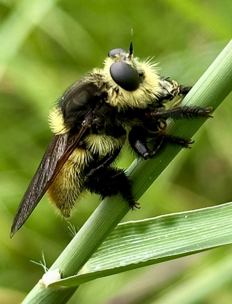 Tietze Talks - All the Buzz