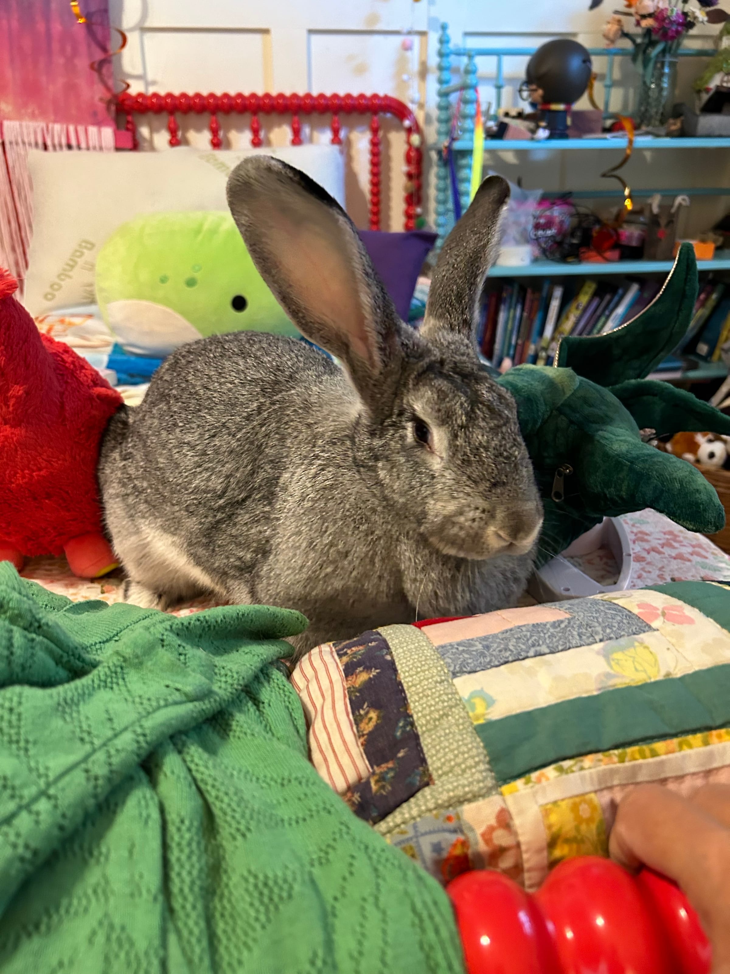 Picture June Rabbit Rabbit June Pets of the Month - Milly & Snuggle Bunny