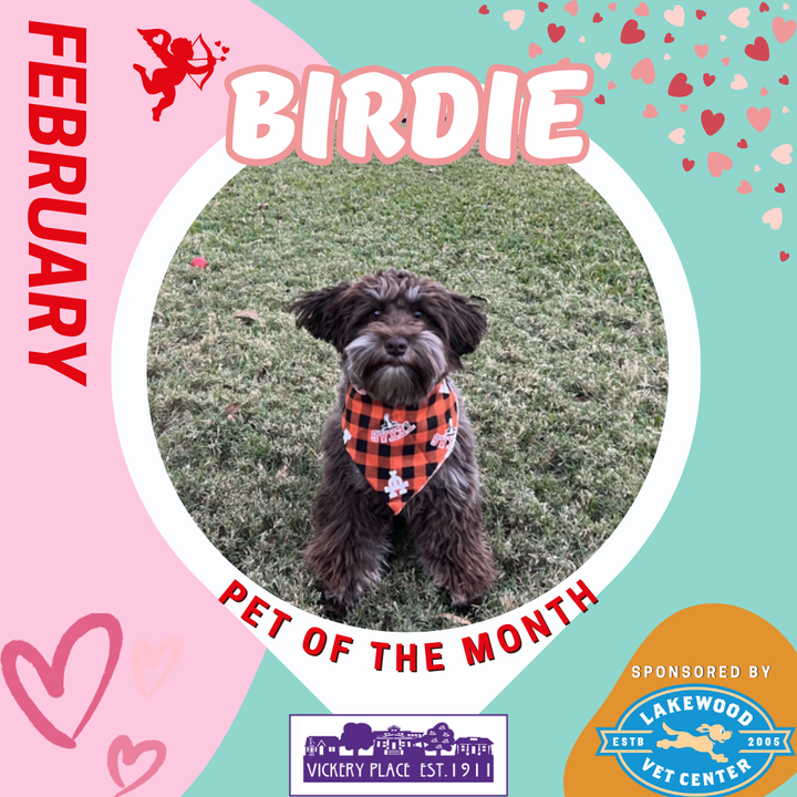 February Pet of the Month - Birdie