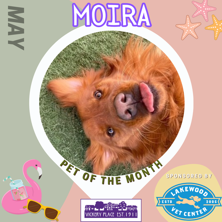 May Pet of the Month - Moira