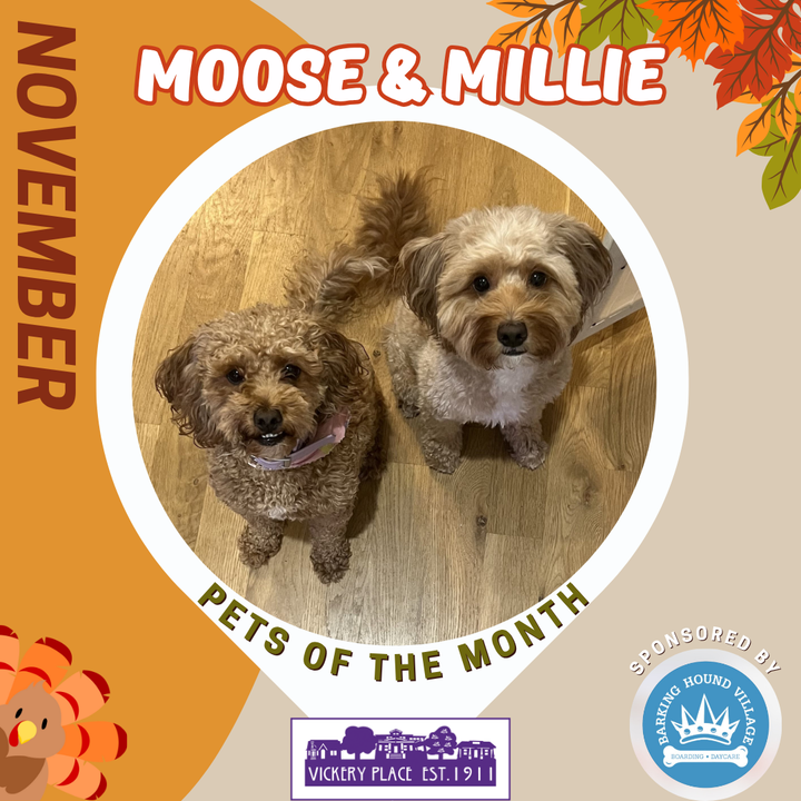 November Pets of the Month - Moose & Millie